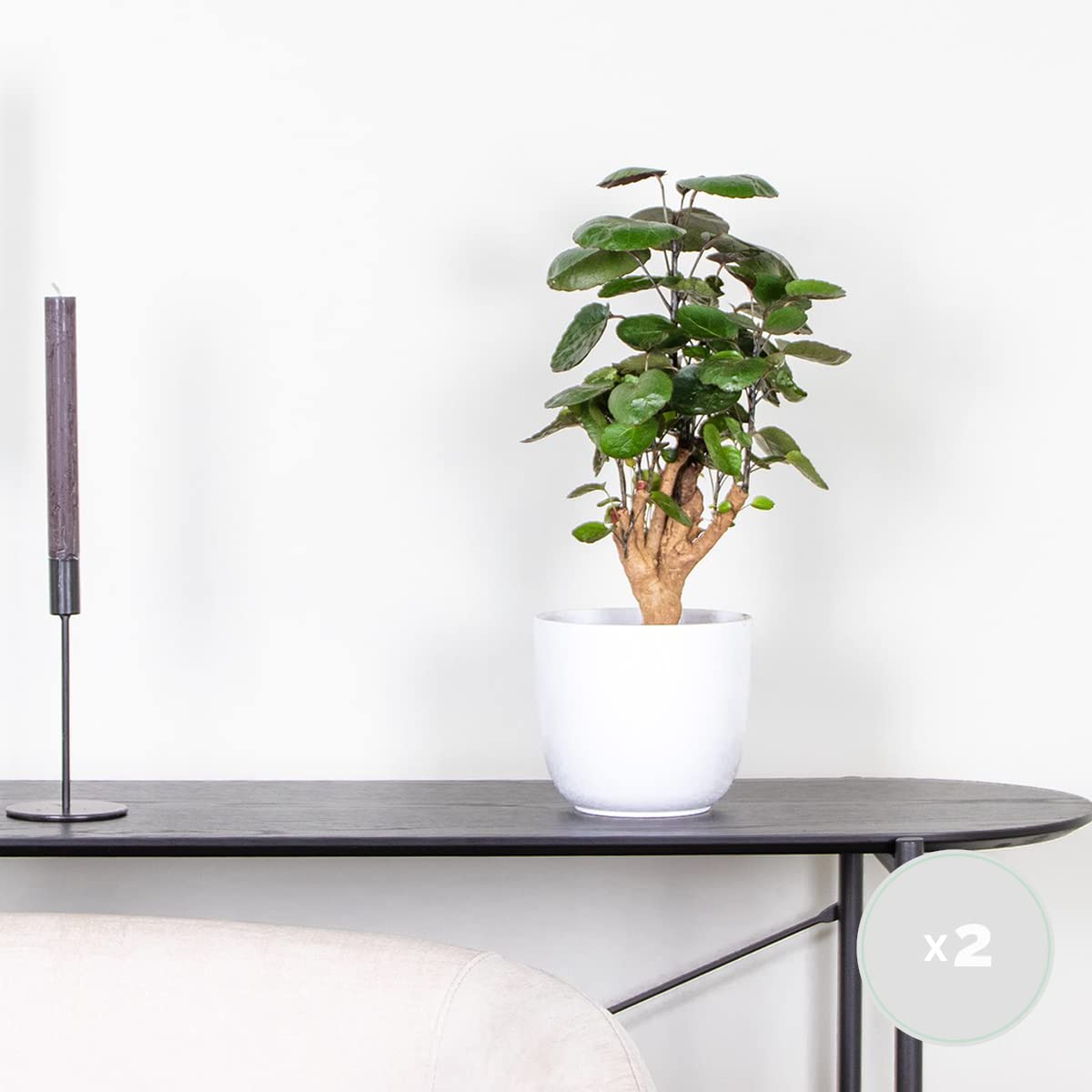 Bloomique - Set de 2 - Polyscias ‘Fabian’ - Aralia - Planta de interior - Purificadora del aire - Apta para mascotas - Fácil de cuidar - Altura 50-60 cm - Maceta 17 cm