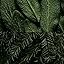 Original - Sage + Fir