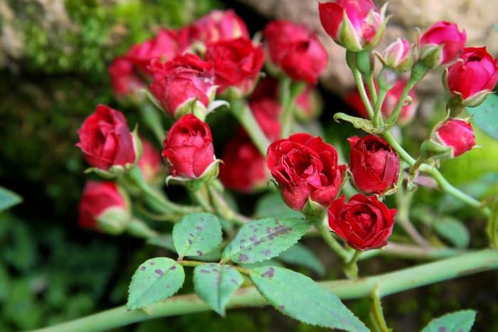 The Gifti ® Red Miniature Rose, Button Rose Plant Mini rose, Rosa, Gulab Climbing miniature rose live plant For Home Garden (B0CRB26DHJ) Amazon Price History, Amazon Price Tracker