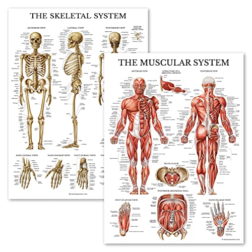 Image of Palace Learning Muscular & Skeletal System Anatomical Poster Set - LAMINATED 2 Chart Set - Human Skeleton & Muscle Anatomy - (18 inch x 24 inch)