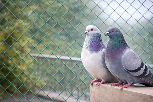 TARPORA Bird & Pigeon Safety Net for Balcony | Nylon Protection| 12Ply | (Green, 10 x 50 FT)