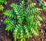 New 40pcs Green Curry Leaf Plant Seeds