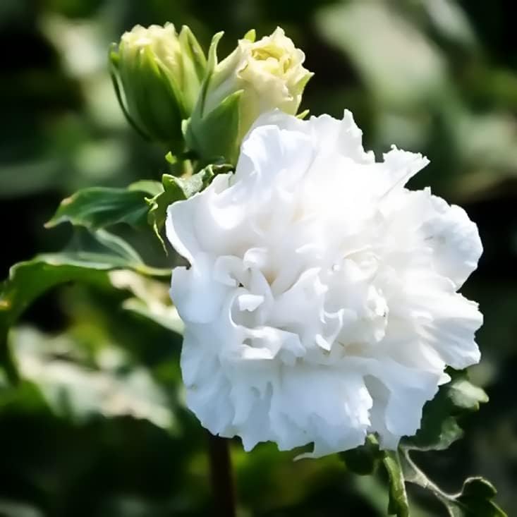 Greenursery White Double Flower Gudhal Hibiscus Live Sembaruthi Mandaram Outdoor Chemparathi Jaswand Gudal Ornamental Flowering Shrub Plant (Pack of 1)