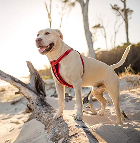 EzyDog Hundegeschirr Chest Plate – Sicherheitsgeschirr mit Sicherheitsgurt-Adapter – Reflektierendes, Gepolstertes Geschirr für kleine, mittelgroße und große Hunde (XS, Schwarz)
