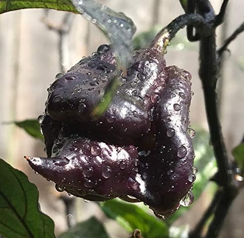 Purple Carolina Reaper HP22B Pepper Premium Seeds for Planting Packet Record Hottest in The World + More