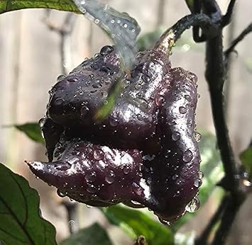 Purple Carolina Reaper HP22B Pepper Premium Seeds for Planting Packet Record Hottest in The World + More