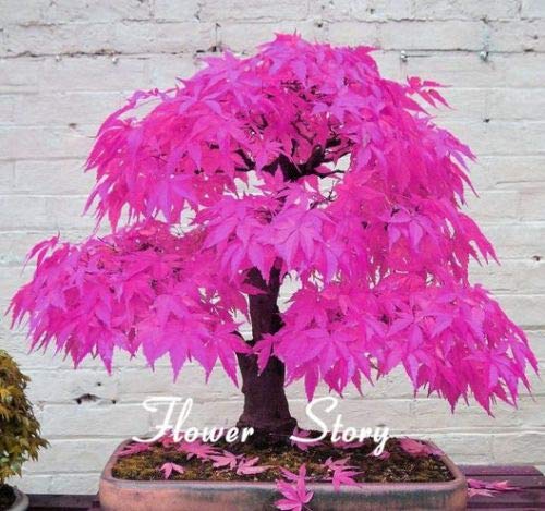 BeCreative Pink Japanese Maple Bonsai Acer Seeds Rare Unusual Stunning Garden Plant (20 seeds)