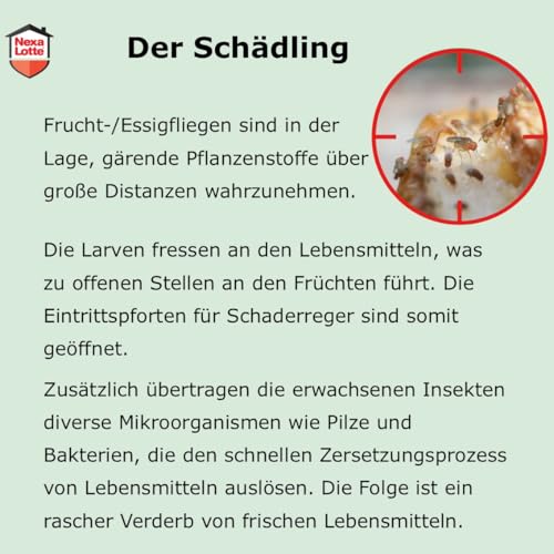 Nexa Lotte Fruchtfliegenfalle, 1 Falle - Effektiv gegen Fruchtfliegen mit Essig-Lockstoff, Wirkt bis zu 4 Wochen, Dekorativ und Auslaufsicher