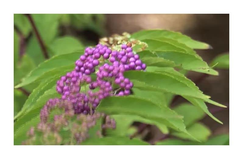 Stk - 10x Callicarpa dichotoma Purpur Schönfrucht Garten Pflanzen - Samen B197 - Seeds Plants Shop Samenbank Pfullingen Patrik Ipsa - Image 8