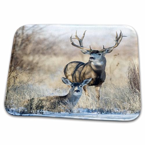 Ciervo Mulo, Odocoileus Hemionus, Macho Y Hembra En Cama Alfombra Baño Secado Rápido Felpudos Resistente Felpudo De Entrada para Pasillo Inodoro Hogar 40X60 Cm