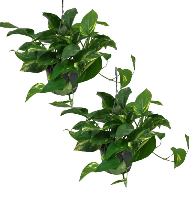 2er-Set, Efeutute, Epipremnum aureum, 30-35cm, ø 12-15cm Topf, Zimmerpflanze für Wohnung und Büro, Qualität vom Pflanzen Profi, Schneller Pflanzenversand, Ideale Raumbegrünung