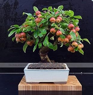 20 PCS Mini Apple Fruit Bonsai Seeds, Bonsai Mini Apple Tree, Apple Bonsai Fresh Exotic Tree Seeds