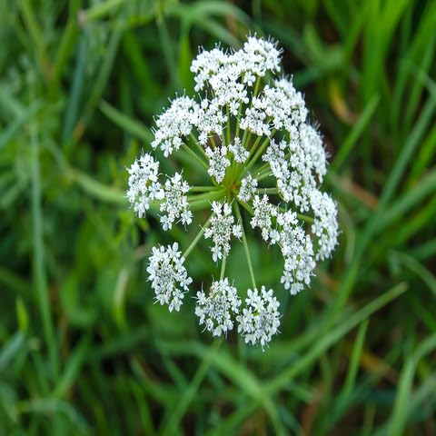 100pcs Hemlock Flower Seeds