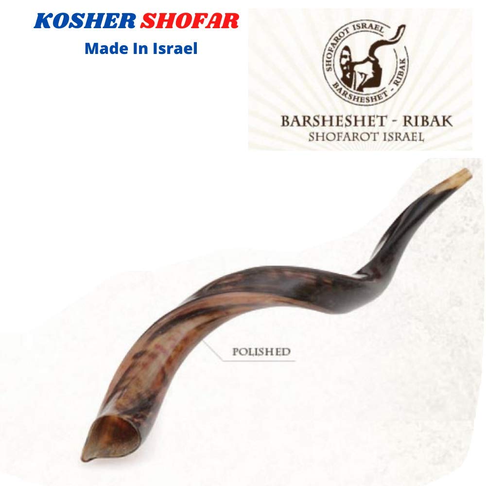 Jumbo Huge 104,1 cm Kudu Yemenit Horn Shofar Koscher All Polished