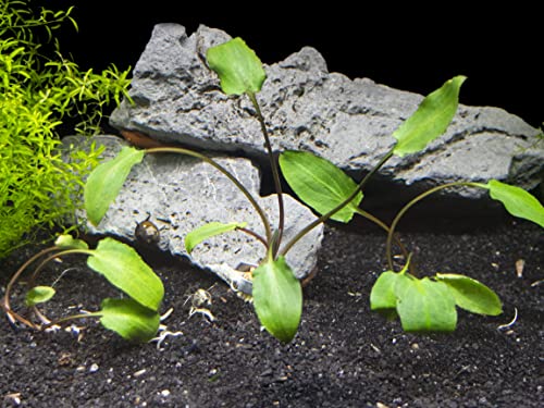 Aquatic Arts Live Aquarium Plants, Cryptocoryne Wendtii Green, Live Plants Aquarium Decorations, Aquarium Plants Live Fish Tank Decorations, Live Fish Freshwater Aquarium Plants, Green Water Plants #TOP6
