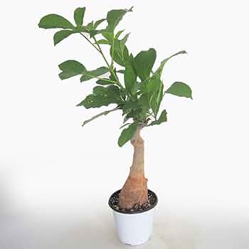 バオバブ Amazon｜ITANSE バオバブ セネガル産 3～4年生苗 Lサイズ