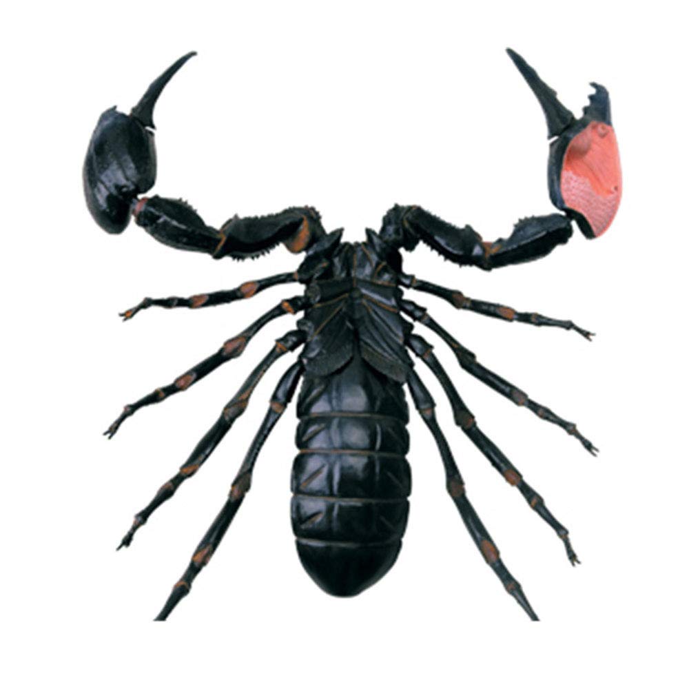 4D-Skorpion-Orgel-Modell – tierisches anatomisches Modell Skorpion-Orgel-Anatomie, geeignet for medizinisches Lehrmodell