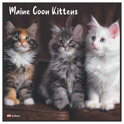 Maine Coon Kittens 2021 Calendar: Official Maine Coon Kittens Wall Calendar 2021, 18 Months