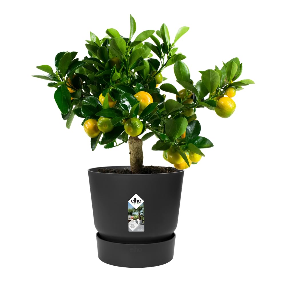Elho Greenville Ronde 30 | Lot de 2 Pot de Fleur - Living Noir