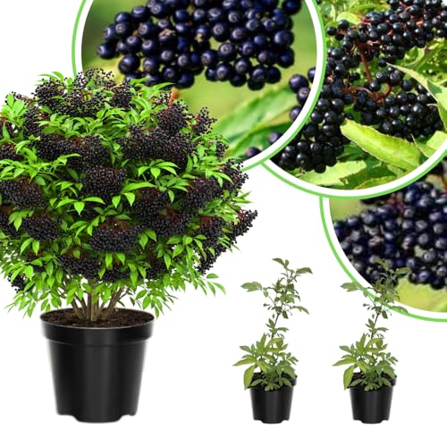 Pack 2 Elderberry Live Plants 4-8'' Tall, Live Elderberry Tree Seedling, Edible Berry Bush for Planting