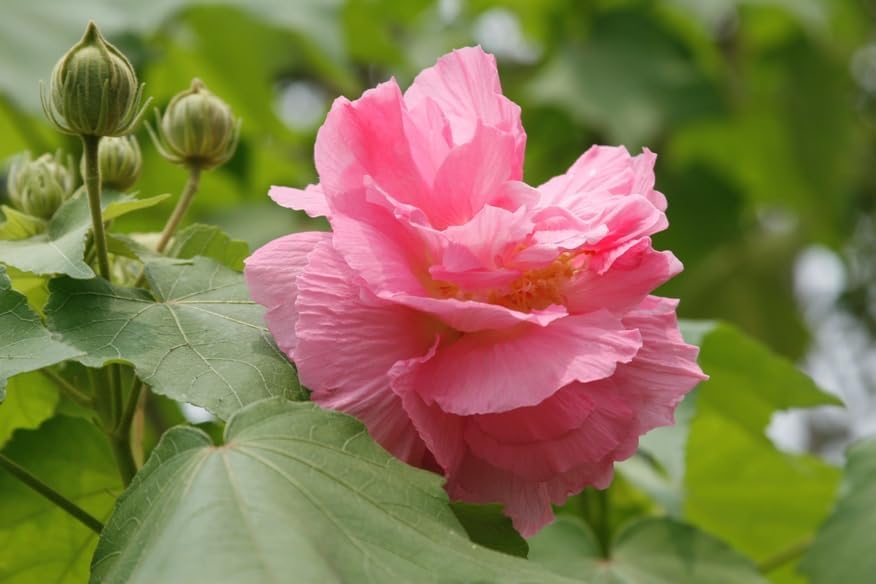 Image of Kamal /Land Lotus /Sthal Padma Double Petal Cotton Rose Flower Live Plant with Pot | Ornamental Flowering Plant for Home Garden, Balcony, Terrace & Outdoor Decoration