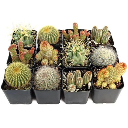 Mountain Crest Gardens Cactus Variety Pack - 12 Live Plants in Unique Shapes, Rooted in 2 Inch Pots - Real Indoor/Outdoor Cacti for Home Décor, Gifts & DIY Arrangements