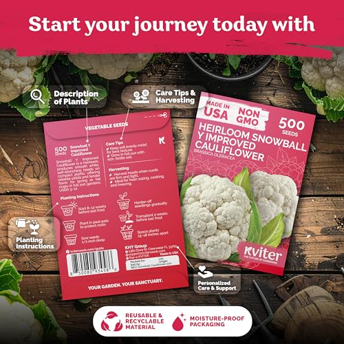 image for KVITER 500 Snowball Y Improved Cauliflower Seeds (Brassica Oleracea) -