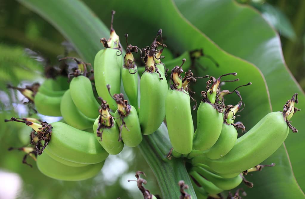 Musa Dwarf Super Cavendish Banana Tree Live Plant Buy Online in United