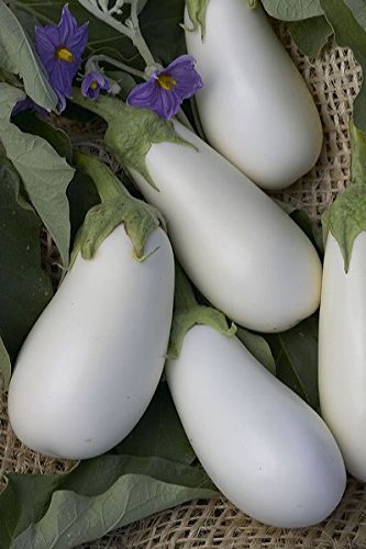 French Heirloom Heritage White Aubergine Eggplant Seeds. Bianca Certified Organic Grower