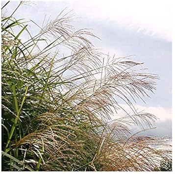 Amazon Co Jp 山野草 ススキ 品種おまかせ ３ ５号 １ポット Diy 工具 ガーデン