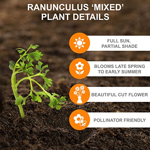 Garden State Bulb Ranunculus Mixed Flower Bulbs, 7/8cm, Fall Planting (Bag of 50)