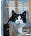 Produktbild Meine schönsten Katzengeschichten: A happy ending for rescued cats. Dtsch.-Engl.