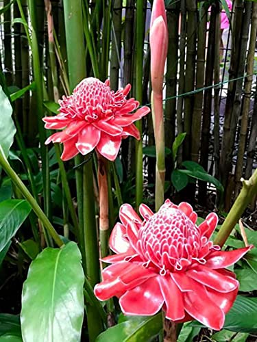 Green Brigade Torch Ginger Red (B09KG6XFW3) Amazon Price History, Amazon Price Tracker