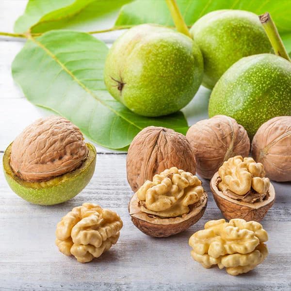 Sweet Walnut Live Plant | Premium Akhrot Fruit Tree Sapling | Healthy Outdoor Fruit Plant for Home Gardening | Pack of 1 Healthy plants-image-22