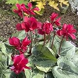 Semillas de ciclamen, para lugares soleados ciclamen persicum, de otoño resistentes 80pcs