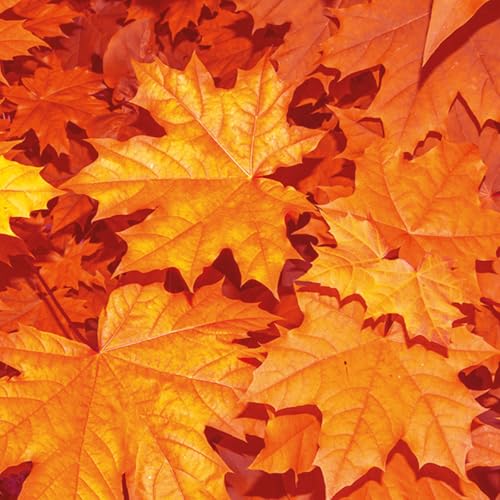 『Settembre』のカバーアート