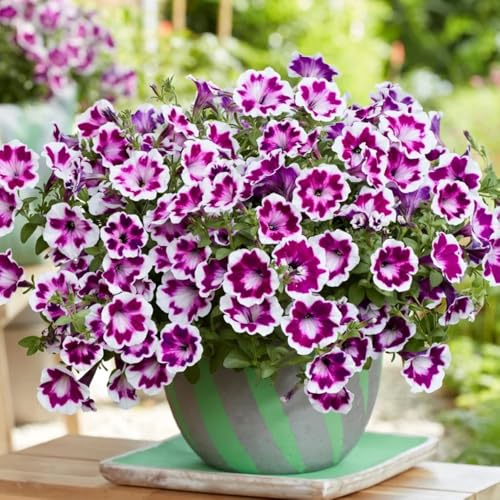 semi di petunia appesi da giardino, d'appartamento di petunia petunia da balcone resistenti 150pcs