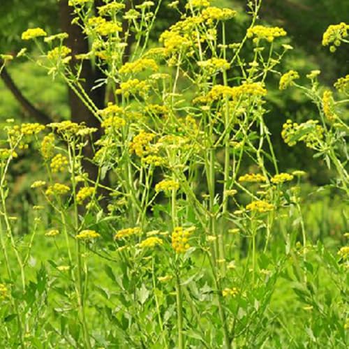 Semillas de perennes resistentes balcón con cama elevada de balcón resistentes, decorativas exóticas 10pcs