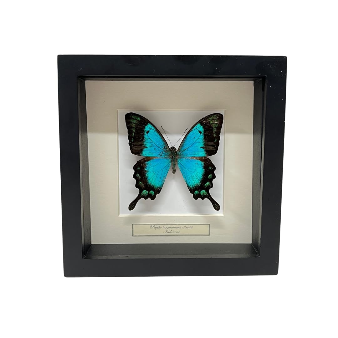 Mariposa engastada - Papilio Albertisi en marco profundo 16 x 16 cm decoración turca de mariposa preparada - Demuseumwinkel.com