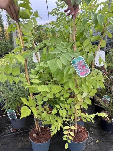 Direct Plants 2 Mixed Large Campsis Hardy Trumpet Vines 3ft Tall in 2/3 Litre Pots