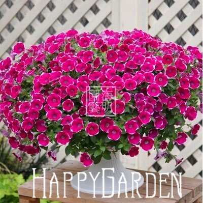 Lemon Slice Superbells Calibrachoa Petunia Annual Flower Seeds, 100 Seeds a Pack, 24 Colors to Choose,#FEA8Z8