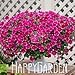 Lemon Slice Superbells Calibrachoa Petunia Annual Flower Seeds, 100 Seeds a Pack, 24 Colors to Choose,#FEA8Z8
