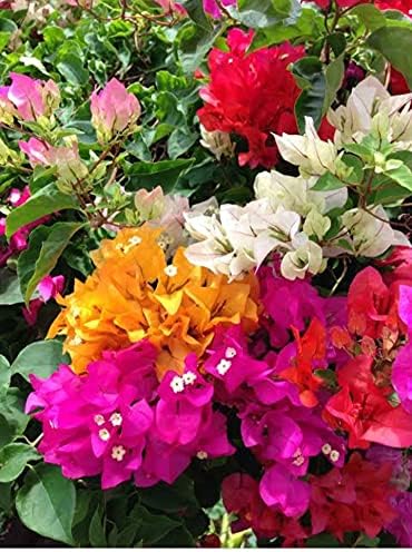 BLUE UNIVERSE Live Flowering Plant Bougainvillea Boganvilla All Season Bloom Easy Maintanance Garden Plant(1 Healthy Live Plant)