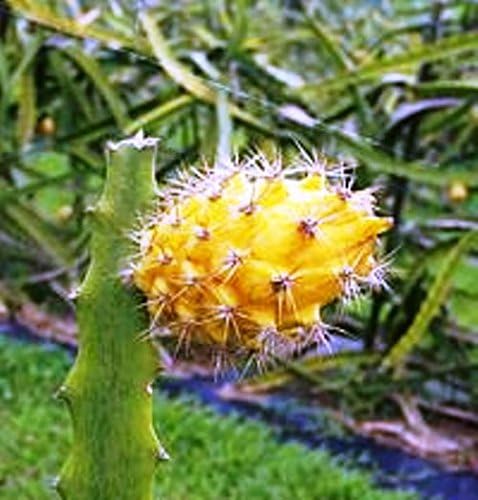Dragon Fruit Yellow Includes (4) Four Plants