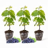Set of 3 Muscadine Grape Plants Live, 4-6' Tall Seedless Grape Vines for Outdoor Planting, Hardy Fruit Plants for Garden and Vineyard (Deep Purple Black Grape)