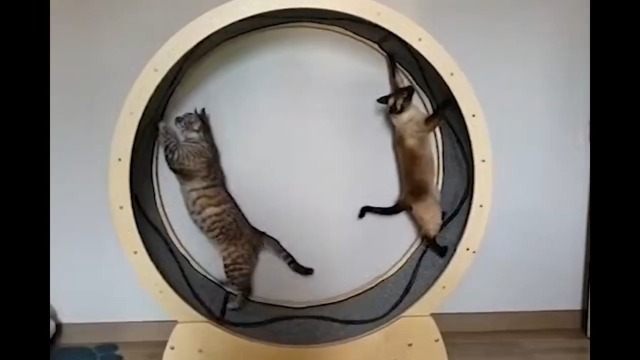 Amazon | スターキャットホイール、キャットトレッドミル、室内の猫用 