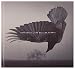The Fall of Hearts (CD/DVD)