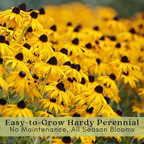 Clovers Garden Black Eyed Susan (Rudeckia) Plants – Two (2) Live Plants – Non-GMO - Not Seeds - Each 4" to 8" Tall – in 4" Inch Pots – Hardy Flowering Perennial, Pollinator Favorite Clovers Garden Black Eyed Susan (Rudeckia) Plants – Two (2) Live Plants – Non-GMO - Not Seeds - Each 4" to 8" Tall – in 4" Inch Pots – Hardy Flowering Perennial, Pollinator Favorite