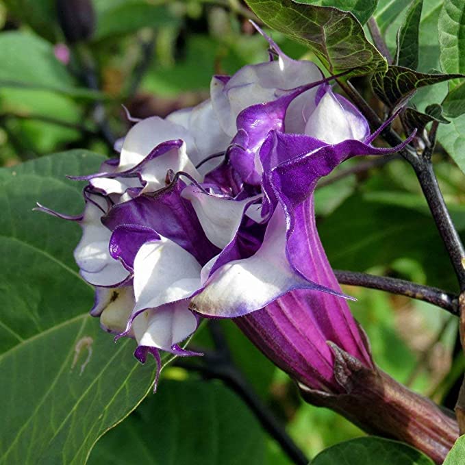 Black Datura Herb Plant 25 Seed BHUMI56 (B0BFFJBG5Z) Amazon Price History, Amazon Price Tracker