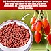 Urban Platter Goji Berries | 7.05 Oz (200g) | Dried Superfood Snack | Rich in Antioxidants & Fiber | Source of Vitamin A & C | Gluten-Free & Non-GMO | Perfect for Healthy Snacking, Oatmeal & Smoothies